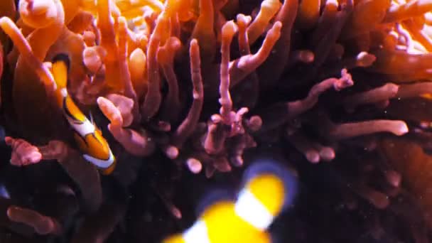 Percula clownfish and anemone — Stock Video