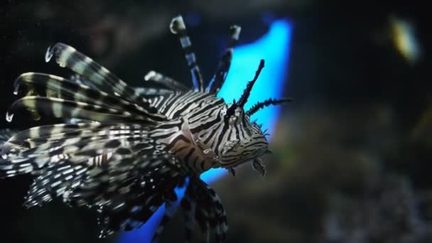 水族館で泳ぐミノカサゴ — ストック動画