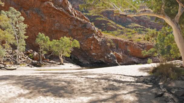 Gengive fantasma che crescono al waterhole — Video Stock