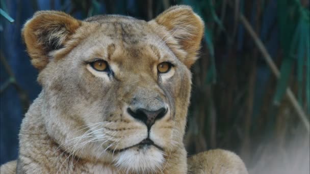 Female lion at zoo — Stock Video