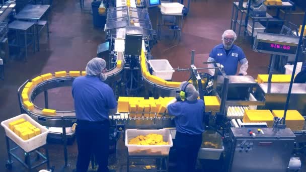 Arbetare på tillamook ostfabrik — Stockvideo