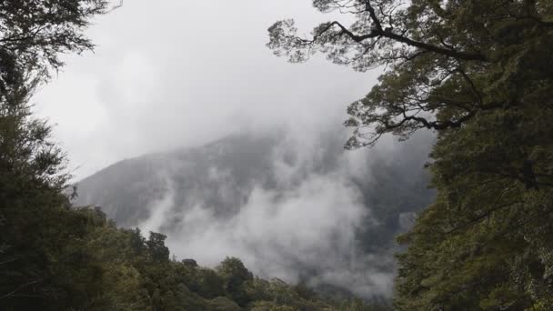 Névoa subindo de uma floresta tropical temperada — Vídeo de Stock