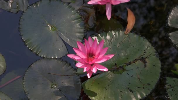 Waterlelie bloemen groeien in billabong — Stockvideo