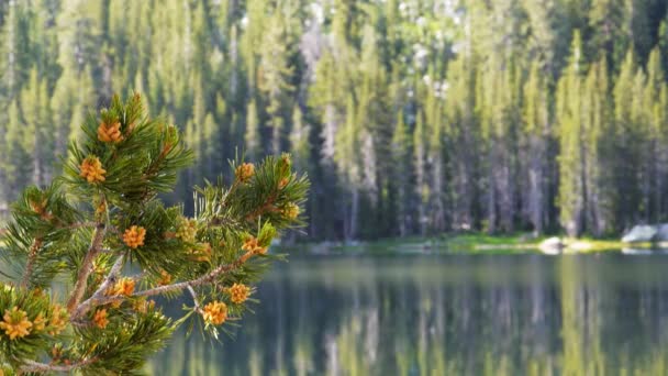 Гілка соснового дерева на березі озера — стокове відео