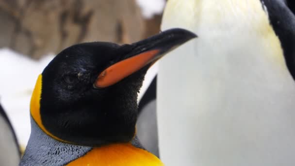 Король пінгвін дивиться навколо — стокове відео