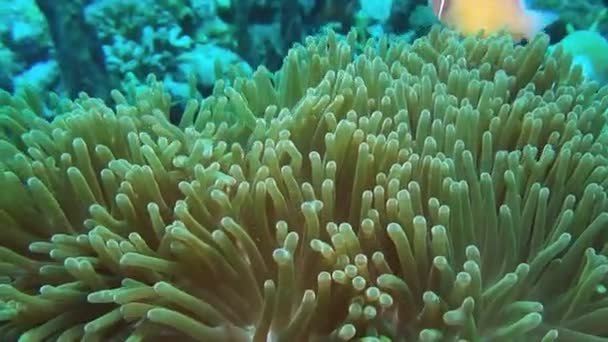 Clownfish swimming among tentacles — стоковое видео