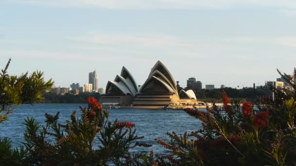 Sydney Opera House con callistemon — Video Stock