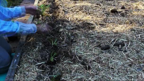 Gärtner pflanzt Salat — Stockvideo