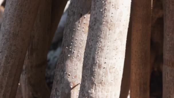 Raíces de un árbol pandanus — Vídeos de Stock