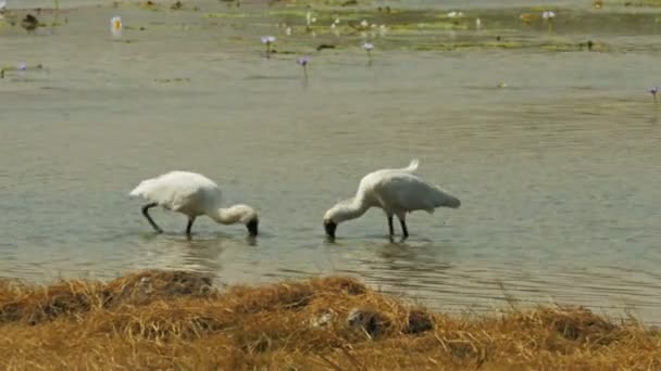 Royal spoonbills at a billabong — Stock Video