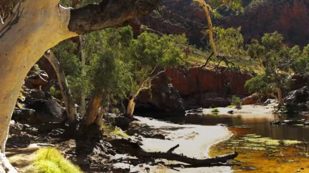 Gomma fantasma al waterhole a ormiston gorge — Video Stock