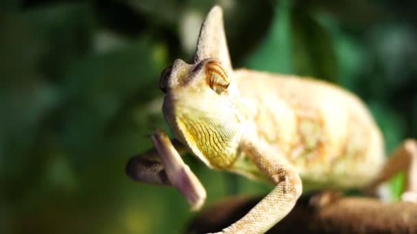 Chameleon jemenský pohyby paží — Stock video