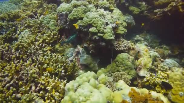 Bir mercan kayalığı papağan beslemek — Stok video