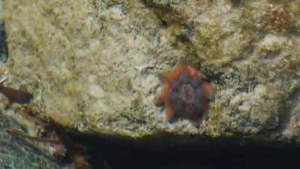 Ed y la estrella de mar azul en un charco — Vídeos de Stock