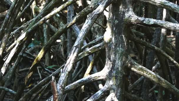 Мангрові корені в національному парку — стокове відео