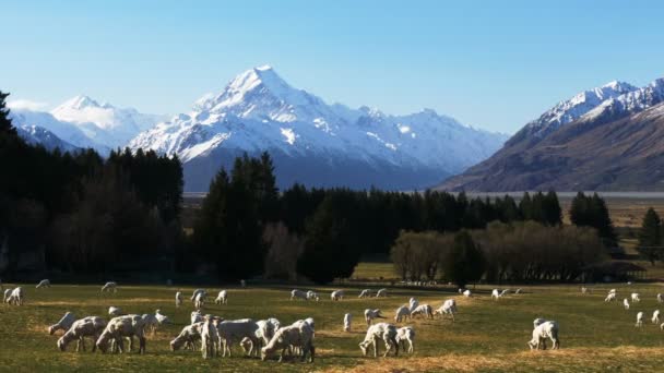 Schafe weiden auf einem Bauernhof — Stockvideo
