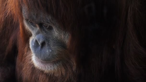 Gezicht van een jonge orang-oetan — Stockvideo