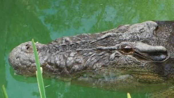 Crocodilo grande de perto — Vídeo de Stock