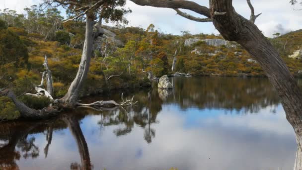 平静的水面上的袋熊池 — 图库视频影像