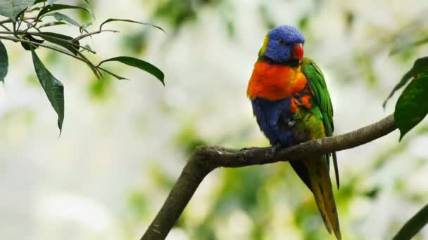 Lorikeet siede su un ramo — Video Stock