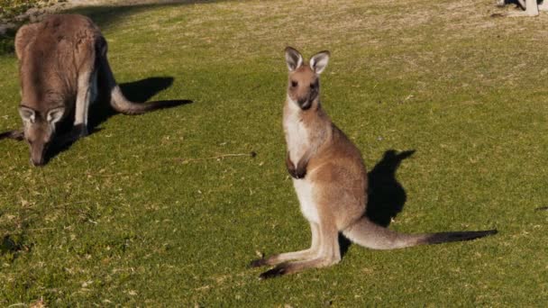 Grey kangaroo looks at the camera — Stock Video