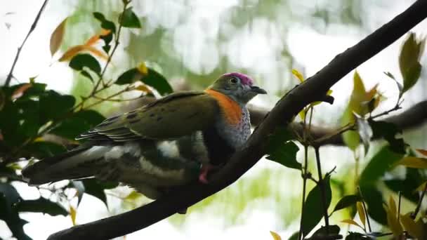 Fruit dove perches on a tree branch — Stock Video