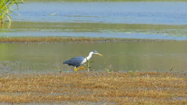 Svartvit heron jagar nära kakadu — Stockvideo