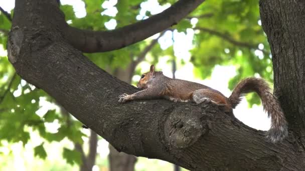 Close up of squirrel in a tree — Stock Video