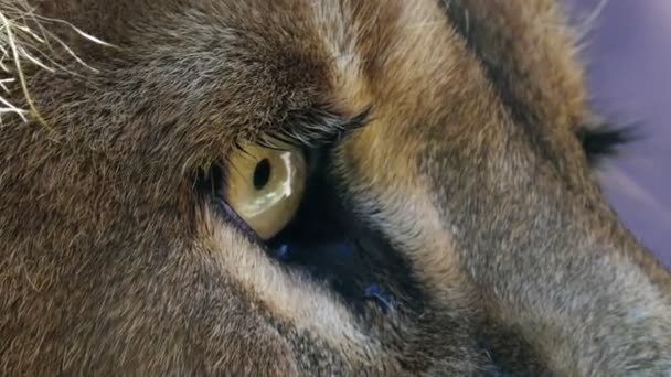 Manliga lion's eye — Stockvideo