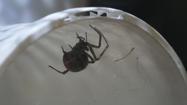 Araña dorsal hembra — Vídeos de Stock