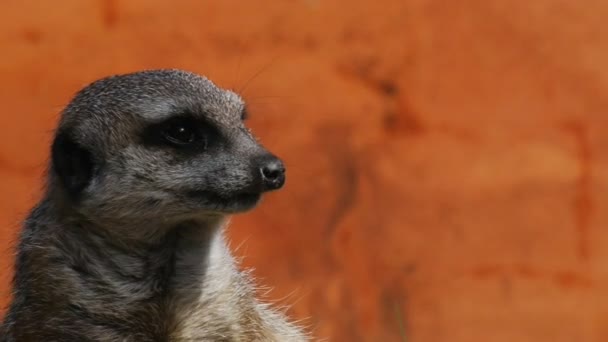 Schattig Afrikaanse meerkat — Stockvideo