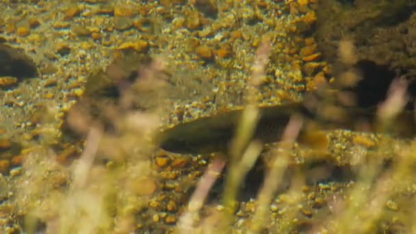 Brown trout in river — Stock Video