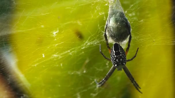 Spinne mit Eierbeutel — Stockvideo