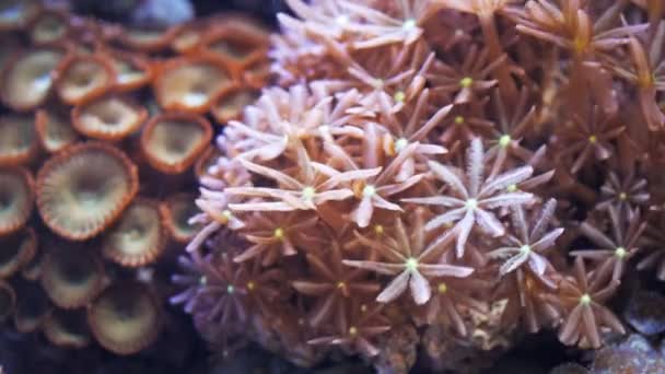 Starburst zoanthidt poliepen — Stockvideo