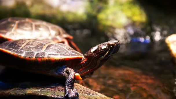 Bemalte Schildkröte in der Nähe eines Baches — Stockvideo