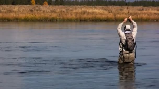 Rainbow trout jumping — Stock Video