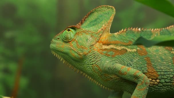 Lézard caméléon regardant autour — Video