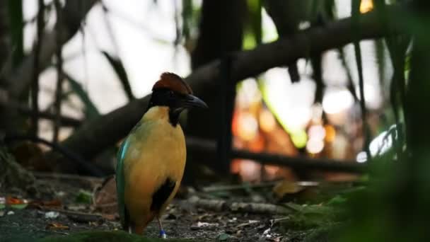 Yerdeki bir gürültülü pide kuş — Stok video