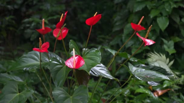 Flores de anturio que crecen en un jardín — Vídeo de stock