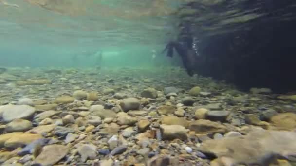 Zegel van pups bij ohau waterval — Stockvideo