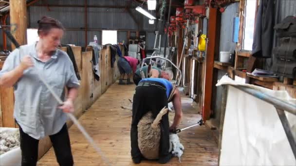 Shearing shed as sheep is shorn — Stock Video