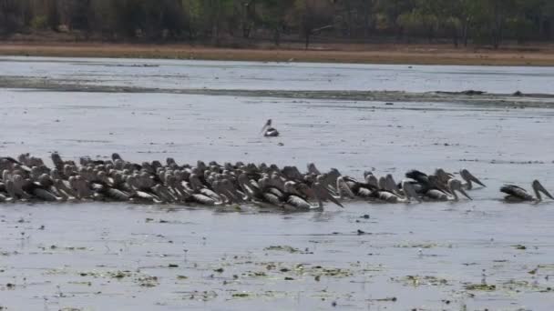 Pelicanos se alimentam em billabong pássaro — Vídeo de Stock