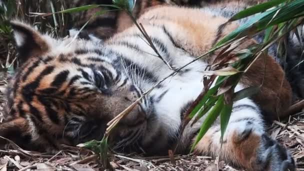 Tiger cub lying on the ground — Stock Video