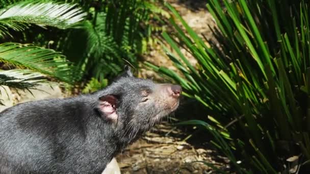 Тасманский дьявол нюхает воздух — стоковое видео
