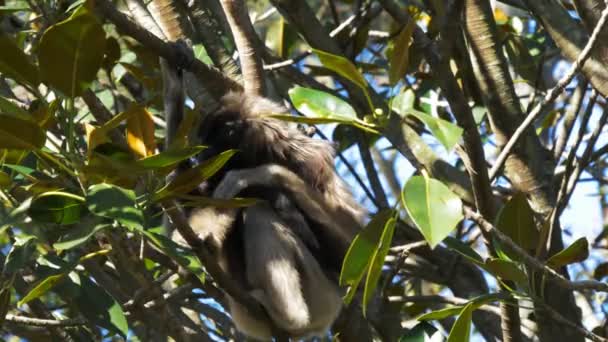 Mullers gibbon sits in a tree — Stock Video