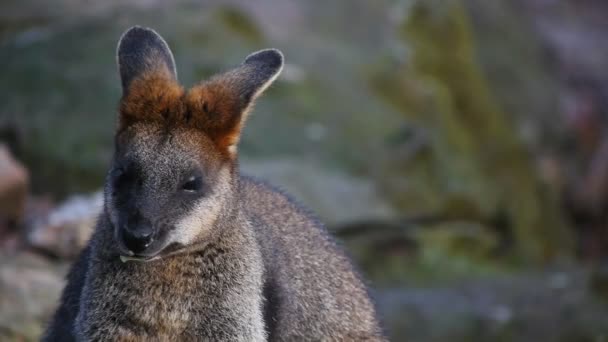 Kangoeroe kauwen een blad — Stockvideo