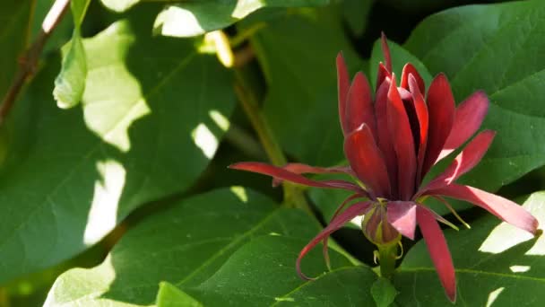 Spicebush kwiat w yosemite national park — Wideo stockowe