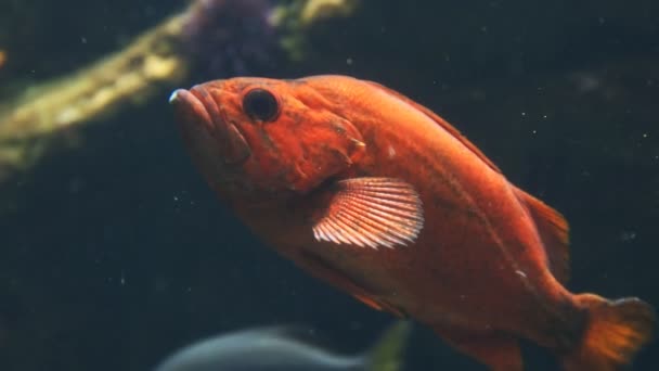 Vermillion de sébastes dans l'aquarium — Video