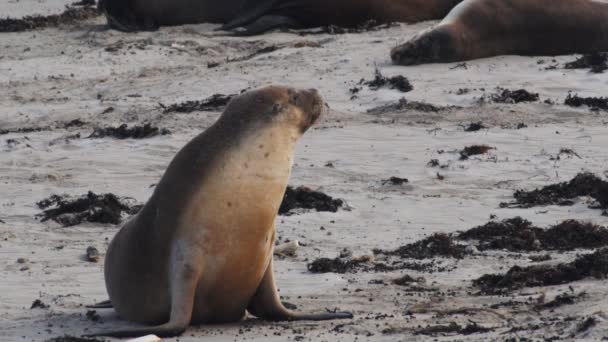 Australian sea-lions on a beach — Stock Video