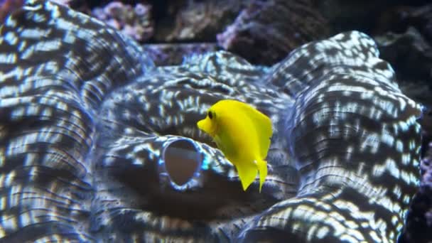 Рыба плавает среди тридакны моллюска — стоковое видео